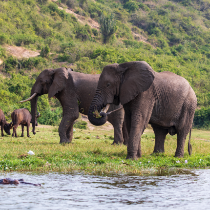 3 days Queen Elizabeth National Park Uganda Safari