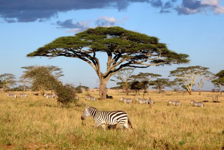 YGSN-C_tanzania_serengeti-np_zebra-migration